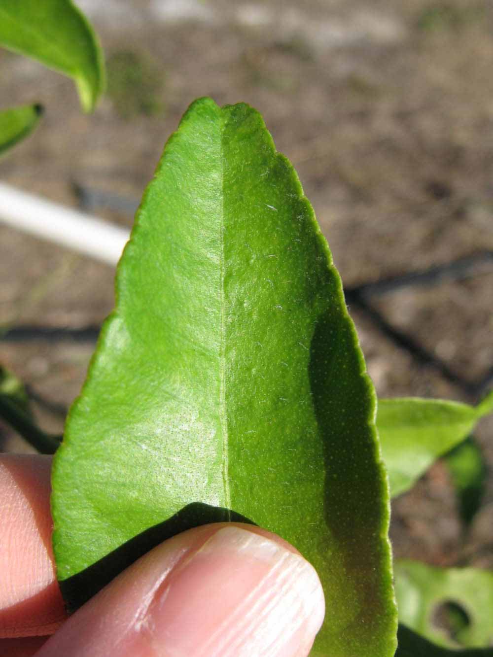              Margin (Winter Haven, FL)       